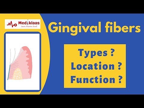 Gingival fibers | types | function | Mediklaas