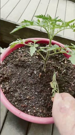 Preparing and pruning your tomato plants for vegetables