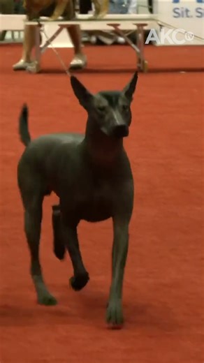 Catch the Space Coast Kennel Club Dog Show streaming live December 12th at 3pm ET on AKCtv. | AKCtv