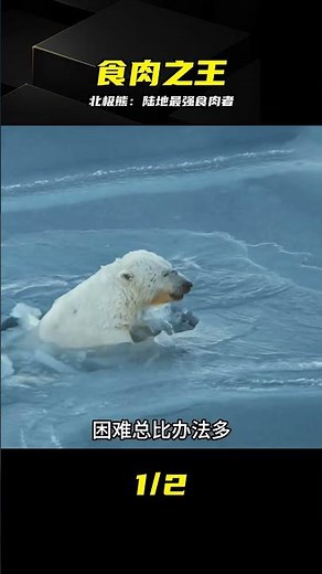 陸地霸主！北極熊無懸念領跑最強食肉動物榜單 #北极熊 #动物世界 #顶级掠食者 #陆地霸主 #食肉动物
