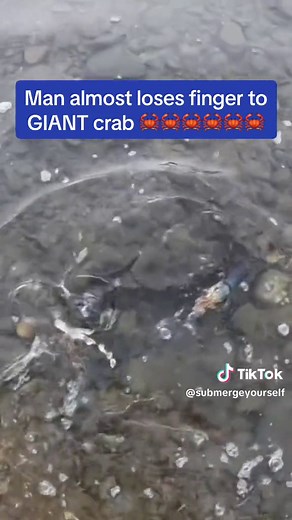 Amazing footage, that crab was very smart 🦀🦀🦀 #crabs #crabsgonewild #crabsoftiktok #viral #fypシ #fyp #wildlife #tropical #beach #ocean #crabbing credit: @Corey Bennett