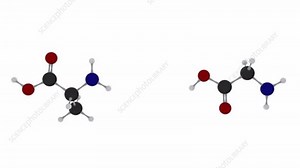 Peptide bond formation, animation - Stock Video Clip - K005/6273