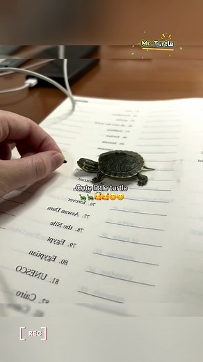 Adorable Pet Turtles: A Joyful Encounter