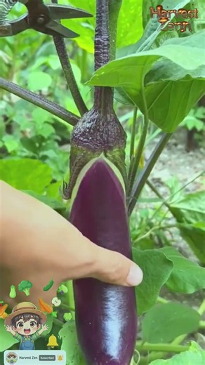 How Farmers Harvest Eggplants and Prepare Taro Stems 🍆🌿