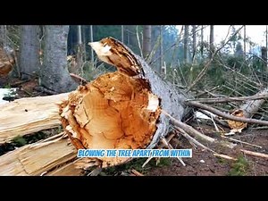 When Trees Go BOOM: The Terrifying Science of Exploding Wood!
