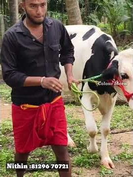 വേറെ എവിടുന്ന് വാങ്ങുനതിലും 5000 രൂപ കുറവിൽ പശുക്കളെ വാങ്ങി നൽകും #dairy #dairyfarming