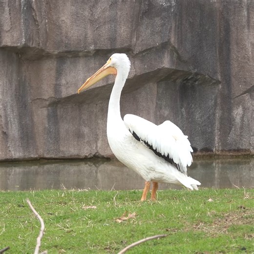 19K views · 1K reactions | Meet Spoons, our newest American white pelican! Discover his incredible journey  https://mkezoo.com/PelicanSpoons Visit the African Savanna habitat to see our pelican pair, Spoons and Scuttle up close. | Milwaukee County Zoo | Facebook