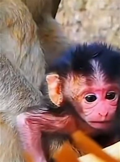 64K views · 1.3K reactions | The female monkey was not old enough to give birth, and showed disgust and refused to feed her baby | Monkey Video | Facebook