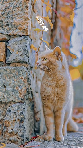 Reggae Slow Song Lyrics Overlay