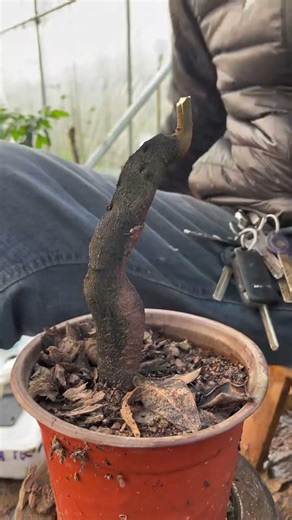 Best grafting technique | La mejor técnica de injerto | 最良の接ぎ木技術 #farming #satisfying