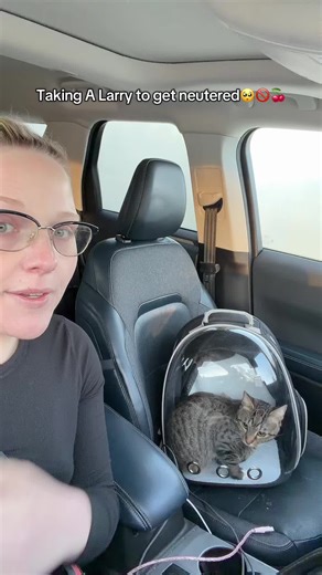 Getting Larry Neutered: A Caring Journey