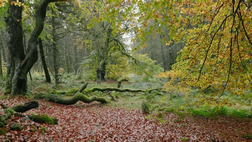 The Real Secret to Strong Composition Isn’t What You Think