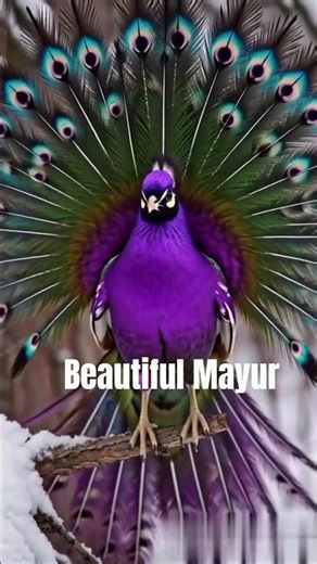beautiful Mayur #animalshorts #amazing #viral