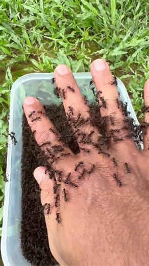 Bullet Ant Sting Challenge Gone Wrong! #shorts #experiment