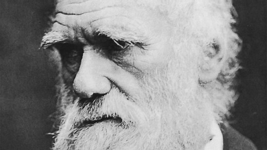 Selective breeding - Evolution - AQA Synergy - GCSE Combined Science Revision - AQA Synergy - BBC Bitesize