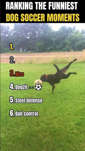 Ranking the Funniest Dog Soccer Moments! ⚽🐶