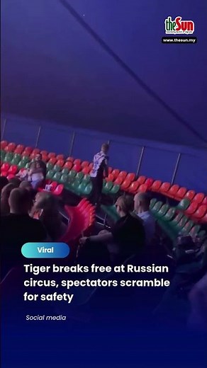 Tiger breaks free at Russian circus, spectators scramble for safety