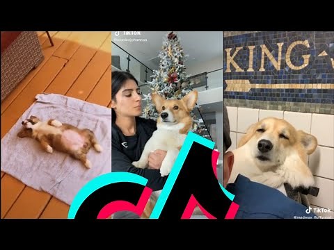 The Most Lazy Corgi TikTok Compilation | Dogs Of TikTok