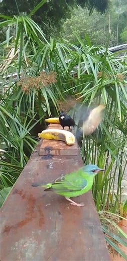 A natureza é linda!🐦❤