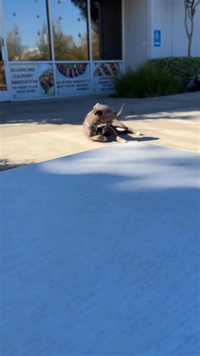 Eddie came to work at The Better Meat Co. with me today. Do you think he had a good time? | Paul Shapiro