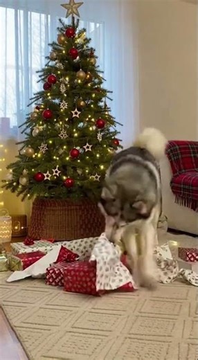 Husky Caught Unwrapping ALL The Christmas Gifts!