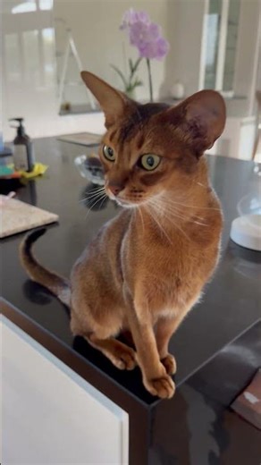 Yodi - my beautiful little Abyssinian boy 🐈