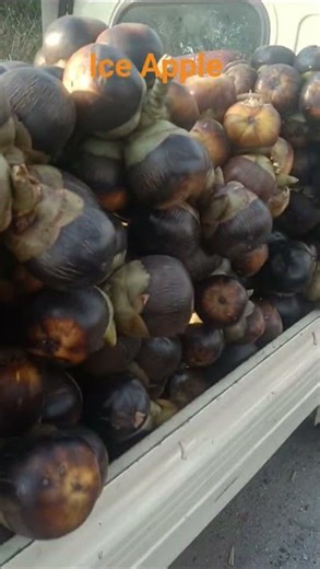 Ice Apple ka Sach | Cooling Fruit for Extreme Heat ☀️ #viral #shorts #shortvideo #dailyvlog