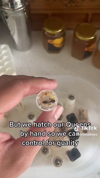 Orbital Bees on TikTok