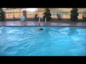 Dog Jumps Off High Dive into Pool!!!