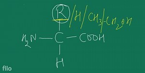 types. The R group in these proteinaceous amino acids could be ... | Filo