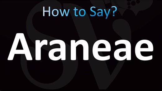 How to Pronounce Araneae (CORRECTLY!)