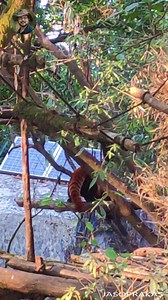 The red panda (Ailurus fulgens), also known as the lesser panda, is a small mammal native to the eastern Himalayas and southwestern China. It has dense reddish-brown fur with a black belly and legs, white-lined ears, a mostly white muzzle and a ringed tail. Its head-to-body length is 51–63.5 cm (20.1–25.0 in) with a 28–48.5 cm (11.0–19.1 in) tail, and it weighs between 3.2 and 15 kg (7.1 and 33.1 lb). It is well adapted to climbing due to its flexible joints and curved semi-retractile claws. The