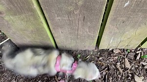 Esme Outdoors Pt. 2 - "Digging for treats!" | Freshfields Animal Rescue
