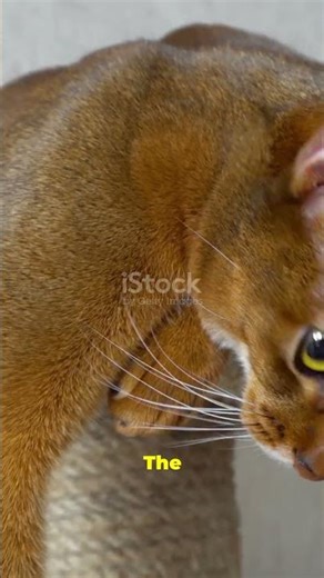 Top 5 Fastest Cats in the World 🐆🐱 | Cat Speed Facts