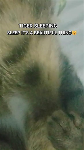 HOW I SLEEP WHEN I DON'T HAVE BILLS TO PAY #cat #lovecats #furbaby#happycat#sleep#awesome #mycat