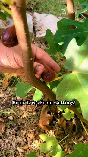 1.3M views · 23K reactions | You won't believe how I overwinter my...