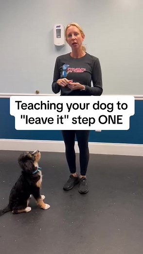 Teaching your dog to