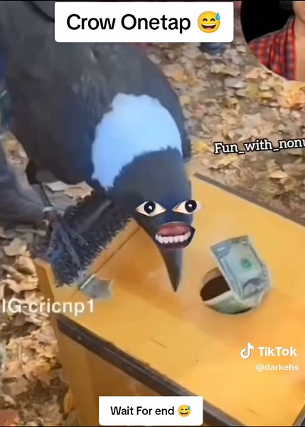 Crow Onetap funny video foryou #viral #fyp
