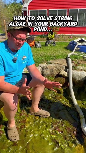 This is one easy way to fix your string algae problem in your pond! 🤢