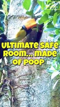 Bird Seals Mate in Nest With Mud & Poop 🪹🐦