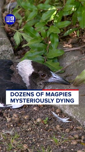 A Brisbane woman has been confronted by distressing scenes, with dozens of magpies mysteriously dying in her front yard. #9News | 9 News