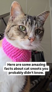 209 reactions · 4 comments | Amazing facts about your cat's nose. #fascinatingfacts #snoot #catfacts #cats #catnose #cateducation #cats101 #catsoﬁg #calico #rescuecats #boop #cutecats | oreoandpumpkinspice | Facebook