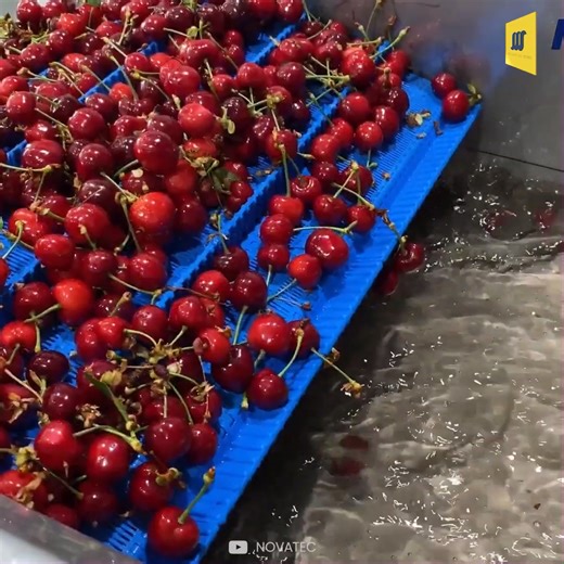 77K views · 2.2K reactions | How are Cherries Processed is the Factory #cherries #cherriesprocessing #foodfactory #insidethefactory #factoryprocess #unboxfactory | Mechanical Mind | Facebook