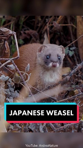 Japanese Weasel 🦦 (Mustela Itatsi) #japaneseweasel #weasel #weaselgang #weasels #weaselsoftiktok