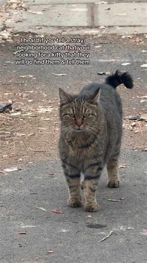 Interacting with the neighborhood cats! #cats #stray #lostpet #foryoupage #kitty