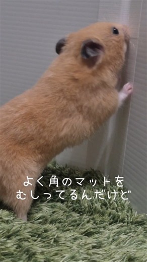 部屋んぽ中のハムスターがマットをむしってて...【チャハム日記】#shorts #ハムスター #かわいい #癒し #ハムスターのいる生活 #小動物