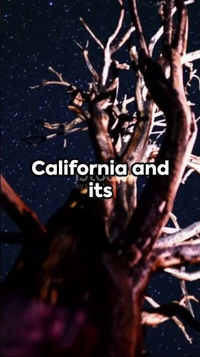 Methuselah: The Oldest Living Tree in World | Bristlecone Pine Tree