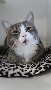 110 reactions · 8 comments |  Meet MeepMeep, the ultimate cuddle...