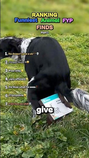 Ranking The Best Animal Moments (Part 1) 🤣🙈