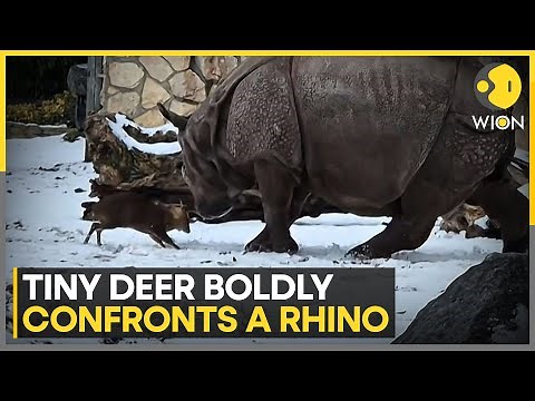 Unbelievable Moment: Small Deer Faces Off With Rhino | WION